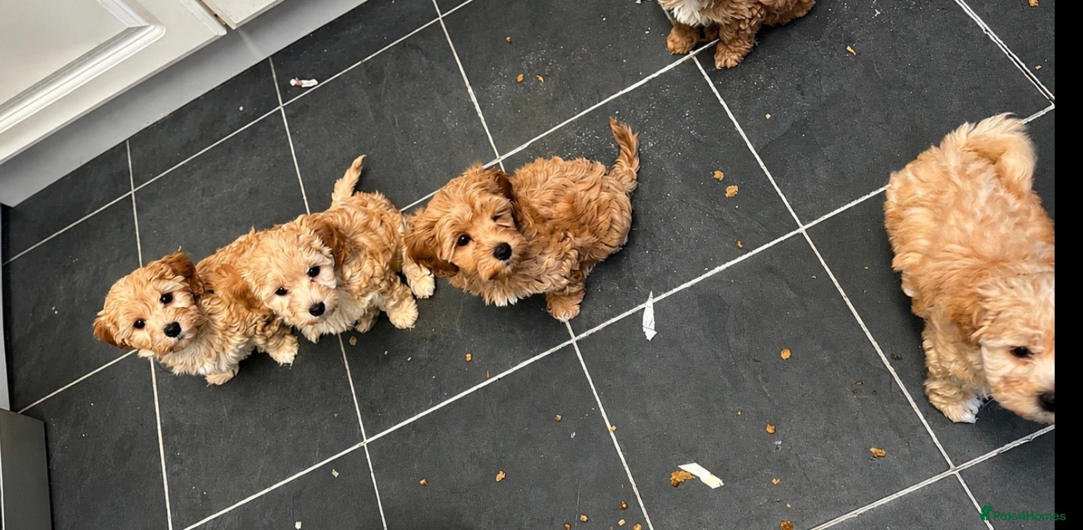 Maltipoo dogs LAST FEW BOY MALTIPOOS BOYS ONLY DNA CLEAR  - Advert 2