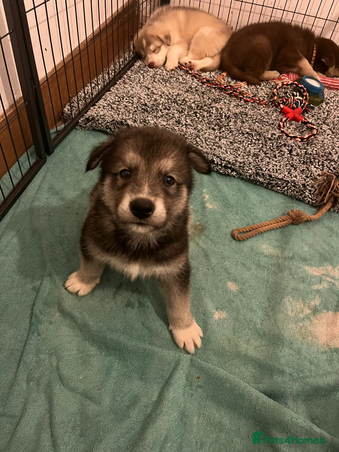 Northern Inuit dogs for sale: Northern Innuit puppies for sale  - Advert 19