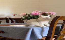 Scottish Fold cats for sale: Kittens 5  - Image 23