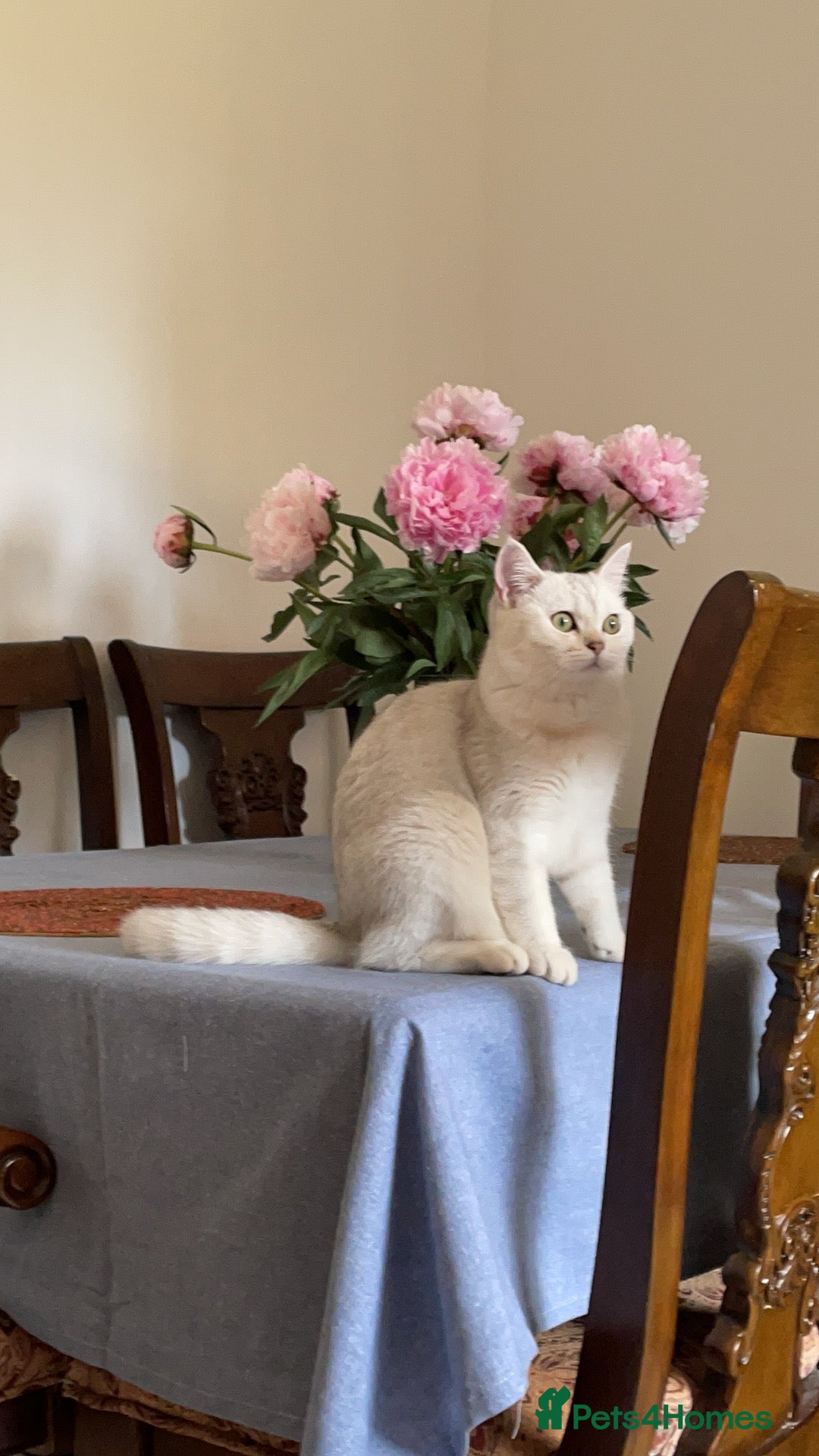 Scottish Fold cats for sale: Kittens 5  - Image 23