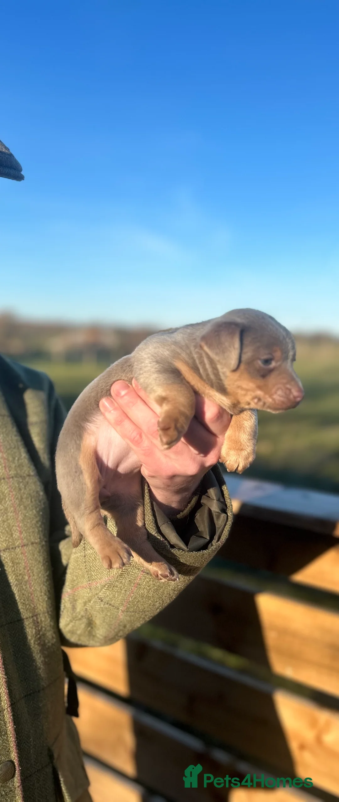 Jack Russell dogs for sale: Stunning Jack Russell puppies fr sale-all colours  - Advert 25