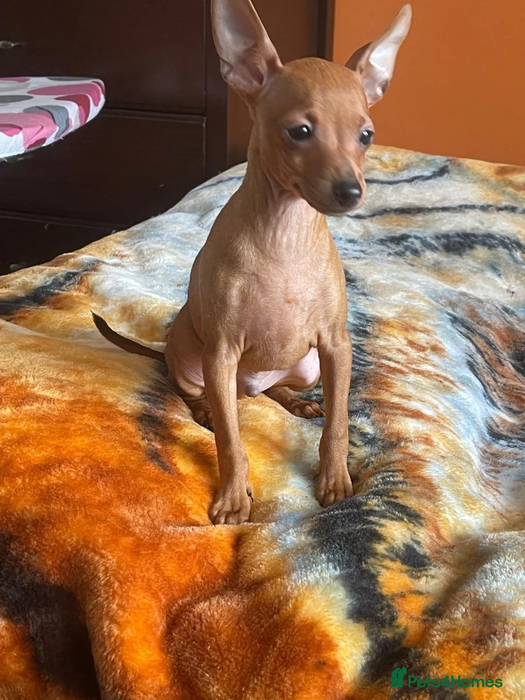 Miniature Pinscher dogs for sale: .🐾 Beautiful Miniature Pinscher Boy 🏡❤️ - Advert 2