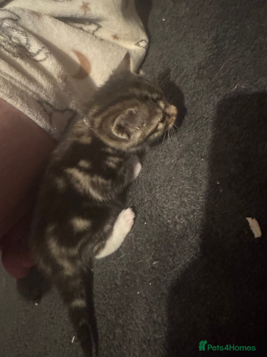 Mixed Breed cats for sale: Kittens for sale can go sept 7th - Image 7