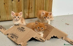 Maine Coon cats for sale: Red Maine coon female kittens, TICA reg - Image 14