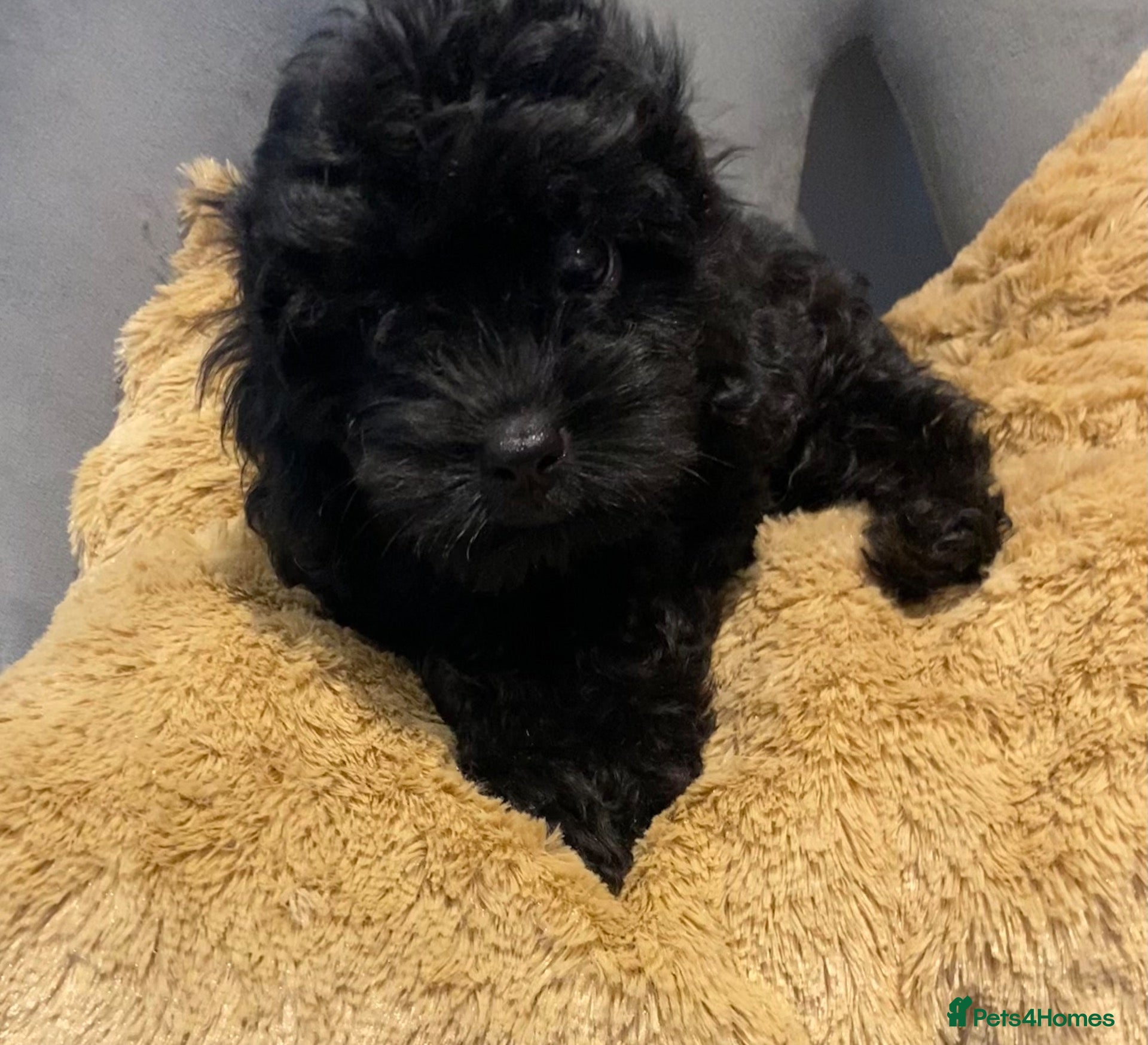 Cavapoo dogs F1 Toy Cavapoo puppies  - Advert 1