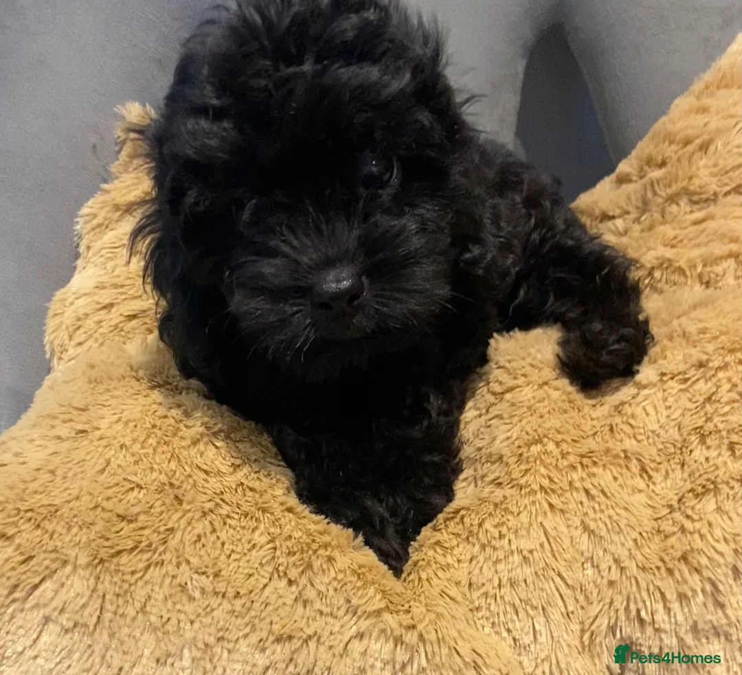 Cavapoo dogs for sale: F1 Toy Cavapoo puppies  - Advert 1