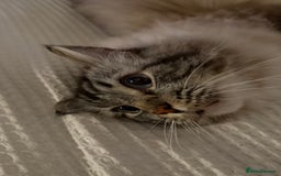 Ragdoll cats for sale: Male 6 year old Tabby Lynx Ragdoll cat - Image 8