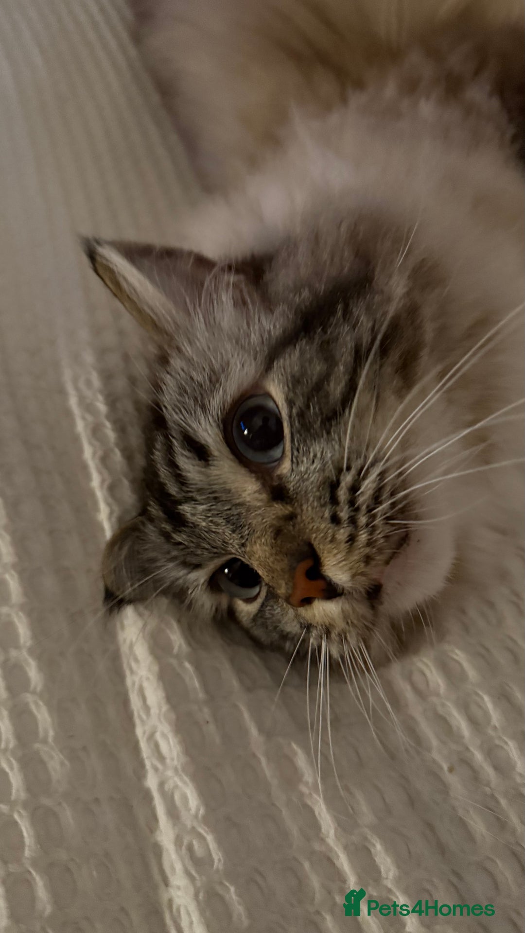 Ragdoll cats for sale: Male 6 year old Tabby Lynx Ragdoll cat - Image 8