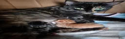 Mixed Breed cats for sale: Kittens - Advert 9
