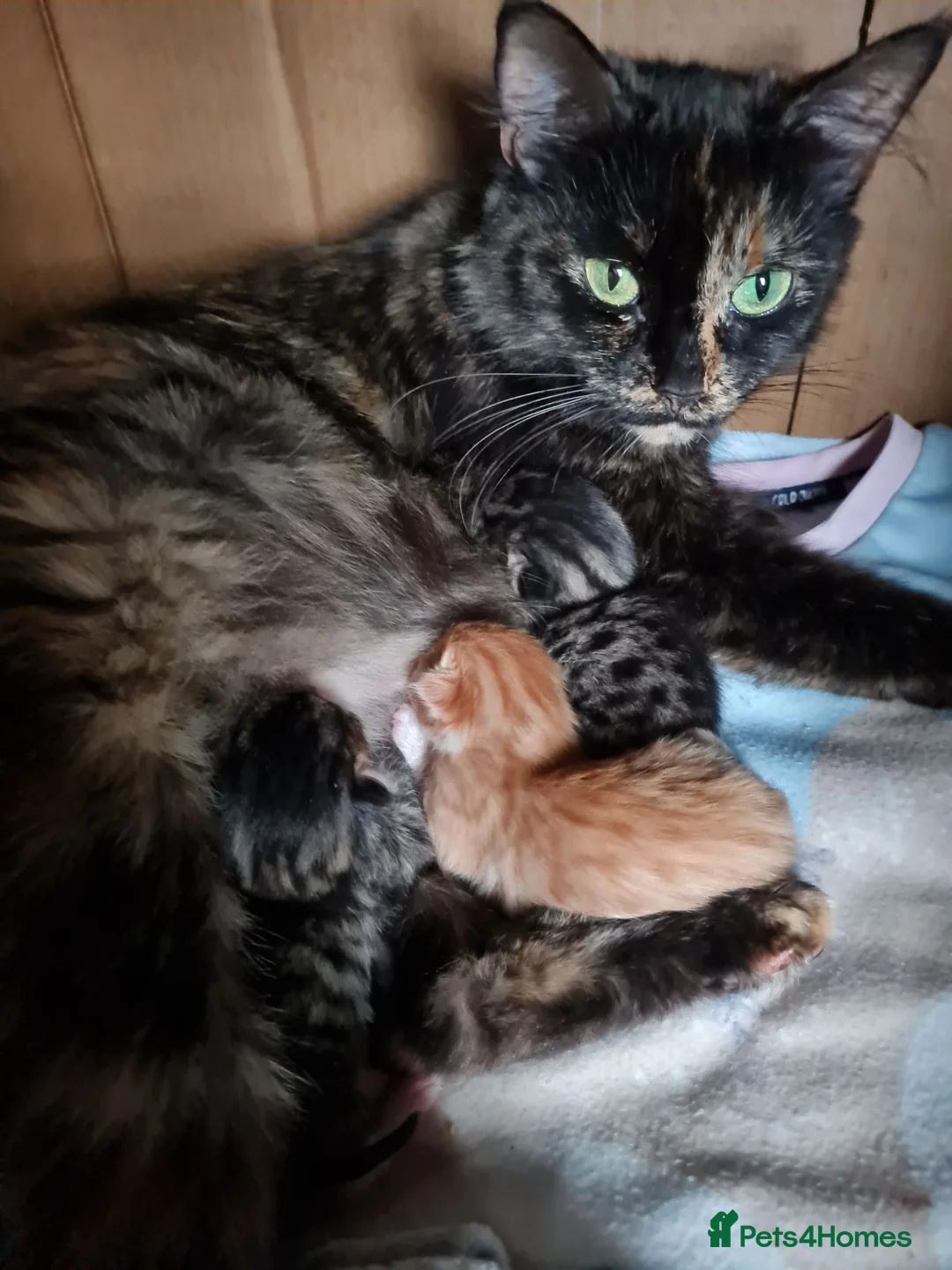 Mixed Breed cats for sale: Kittens - Advert 9