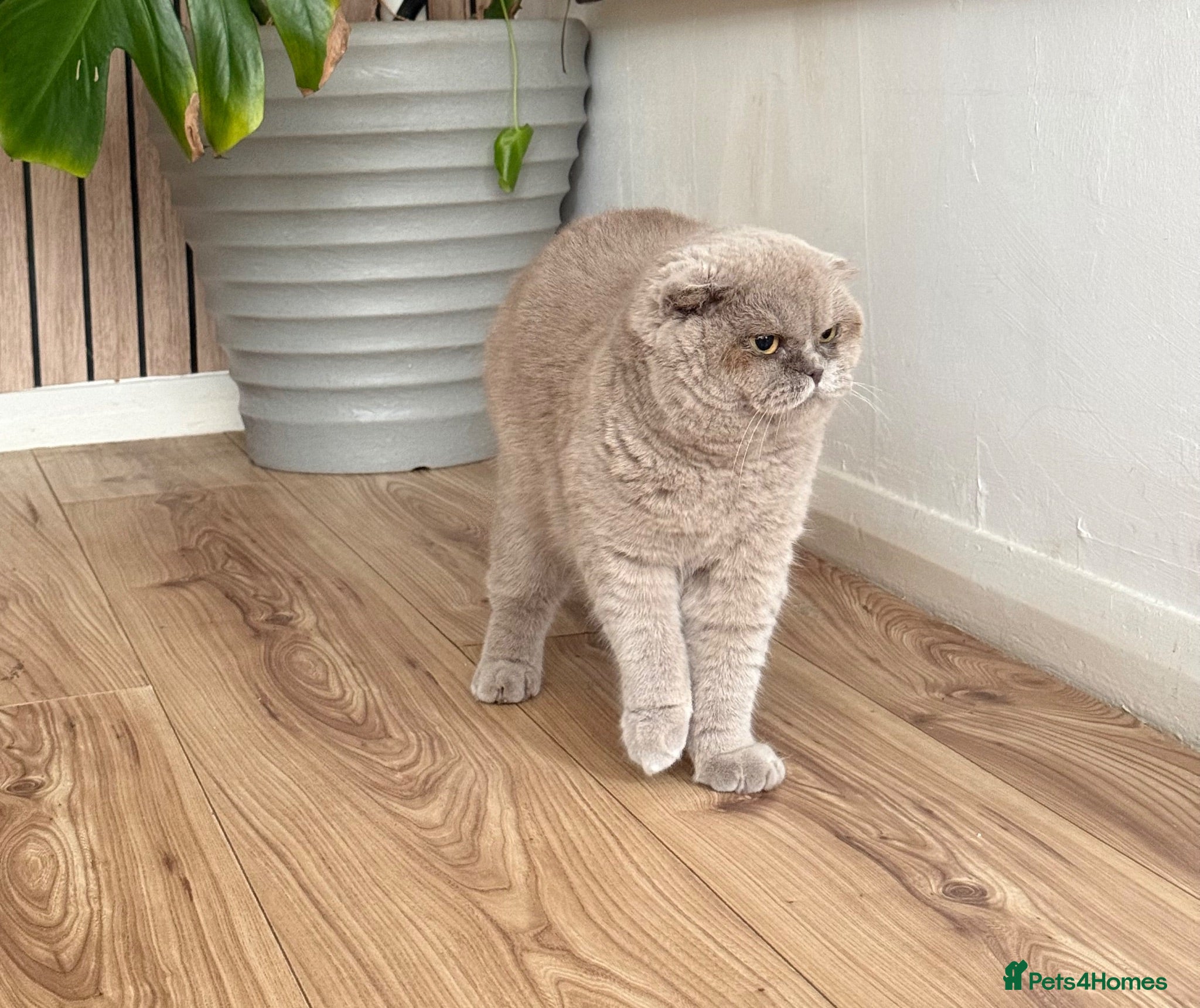 British Shorthair cats female lilac British short hair - Advert 5