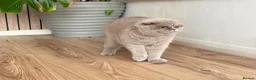 British Shorthair cats for sale: female lilac British short hair - Advert 1