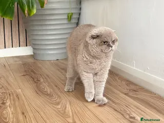 British Shorthair cats female lilac British short hair - Advert 5