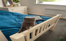 Scottish Fold cats for sale: Adorable Scottish Fold Kittens Ready This Weekend - Image 3