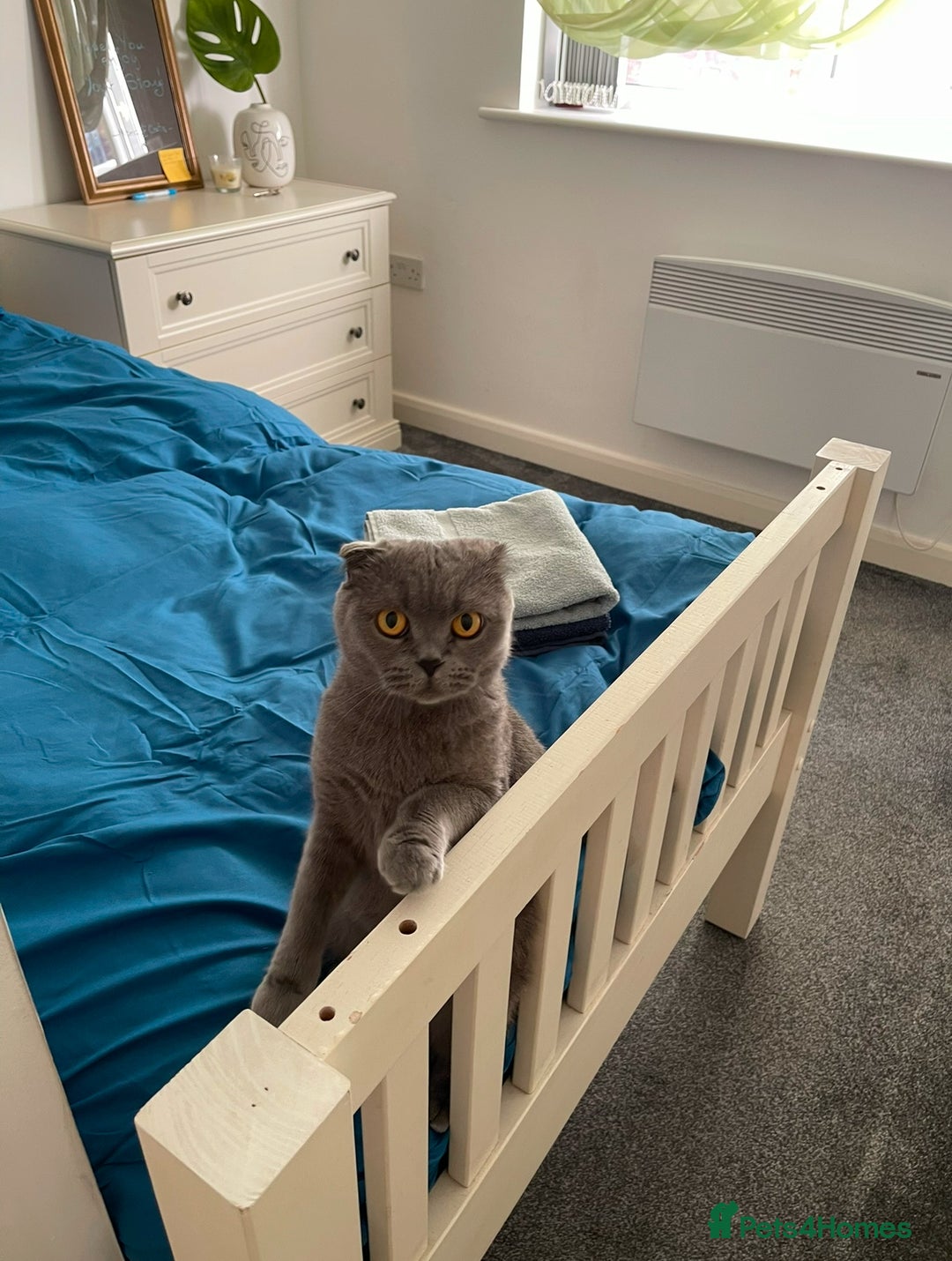 Scottish Fold cats for sale: Adorable Scottish Fold Kittens Ready This Weekend - Image 3