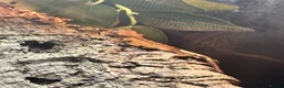 Gecko reptiles for sale: Created gecko  in Portsmouth - Advert 2