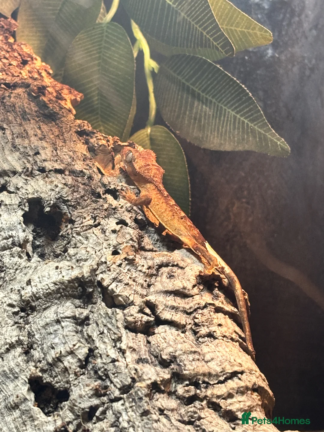 Gecko reptiles for sale: Created gecko  in Portsmouth - Advert 2