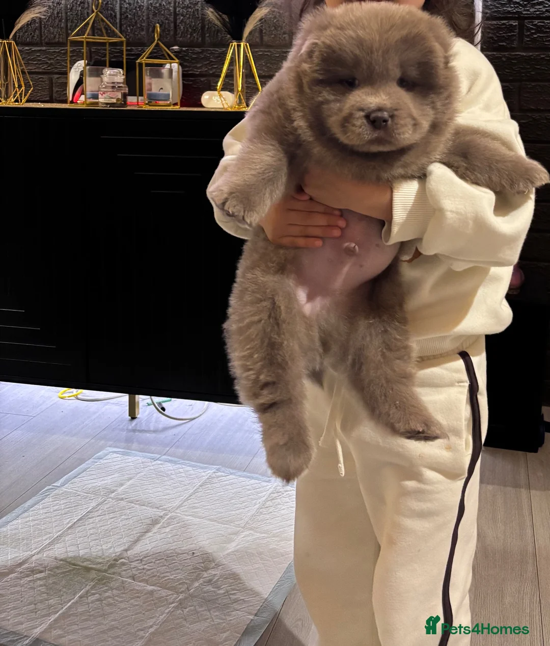 Chow Chow dogs for sale: Chow chow puppy in Stoke-on-Trent - Advert 1