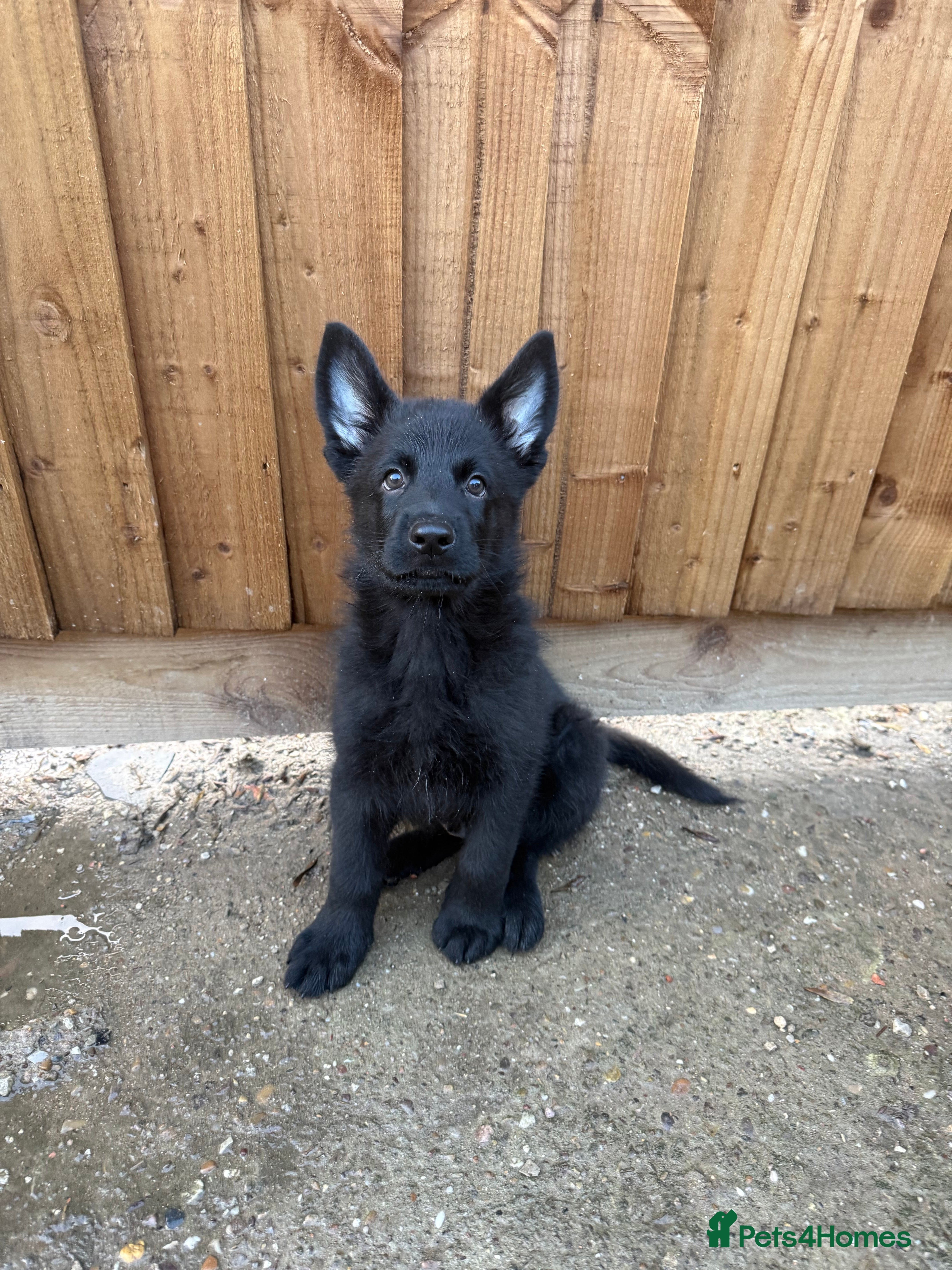 German Shepherd dogs Pedigree, Czech Line, Straight Back puppies - Advert 5