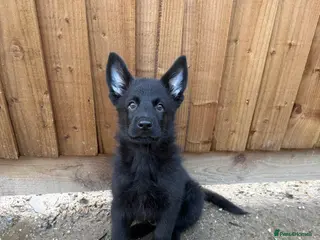 German Shepherd dogs Pedigree, Czech Line, Straight Back puppies - Advert 5