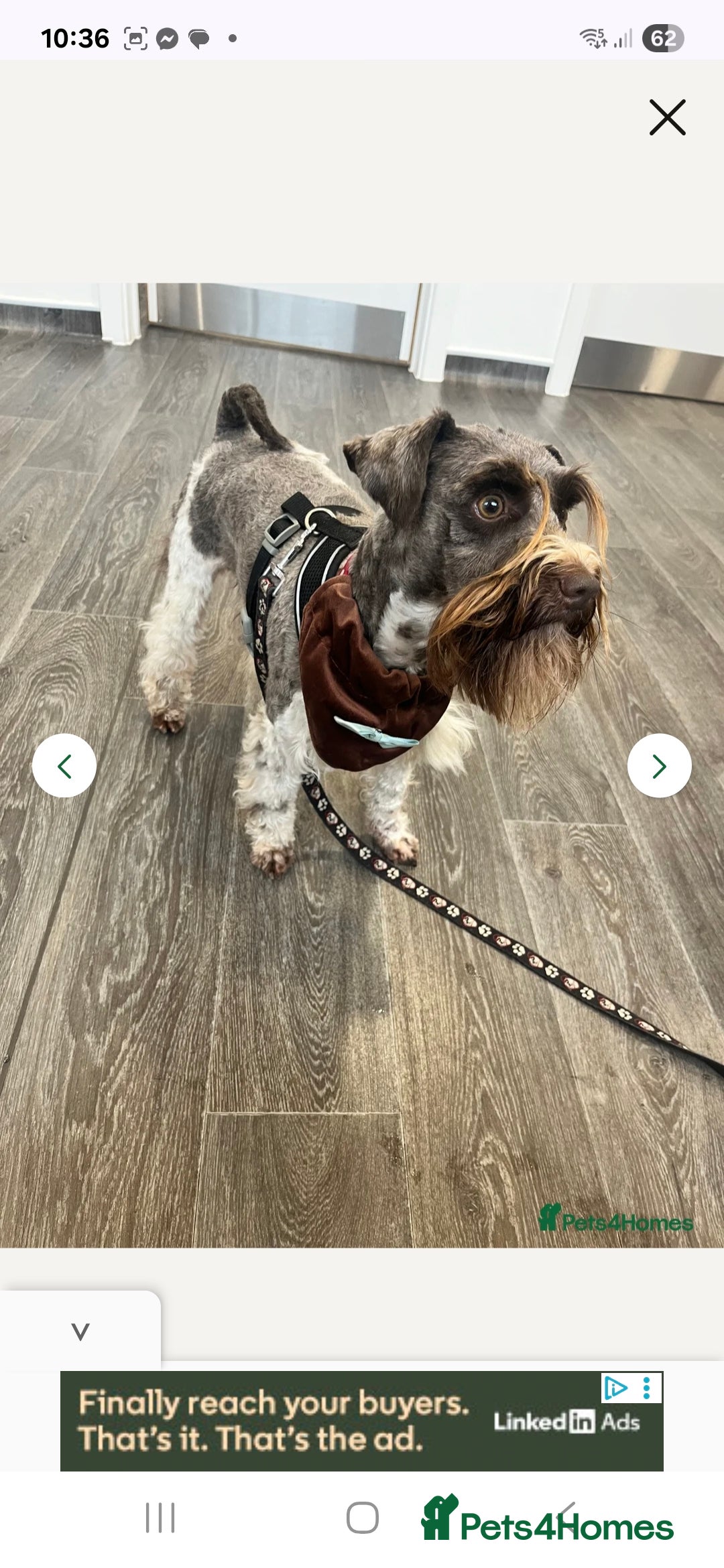 Miniature Schnauzer dogs for sale: Miniature Schnauzer beauties - Image 19