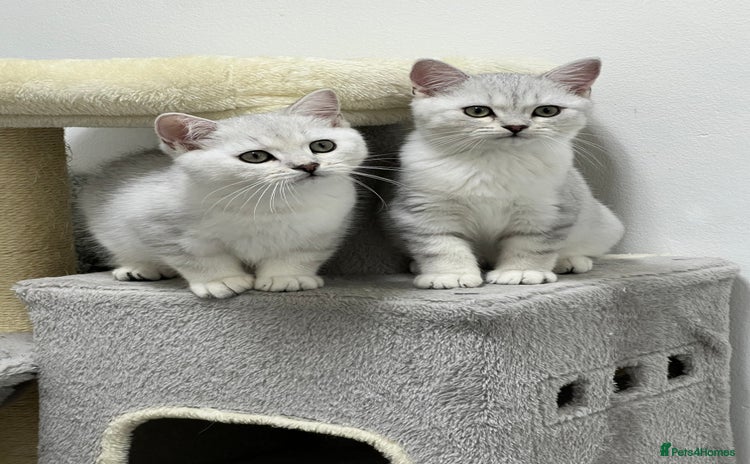 British Shorthair cats - Advert 9
