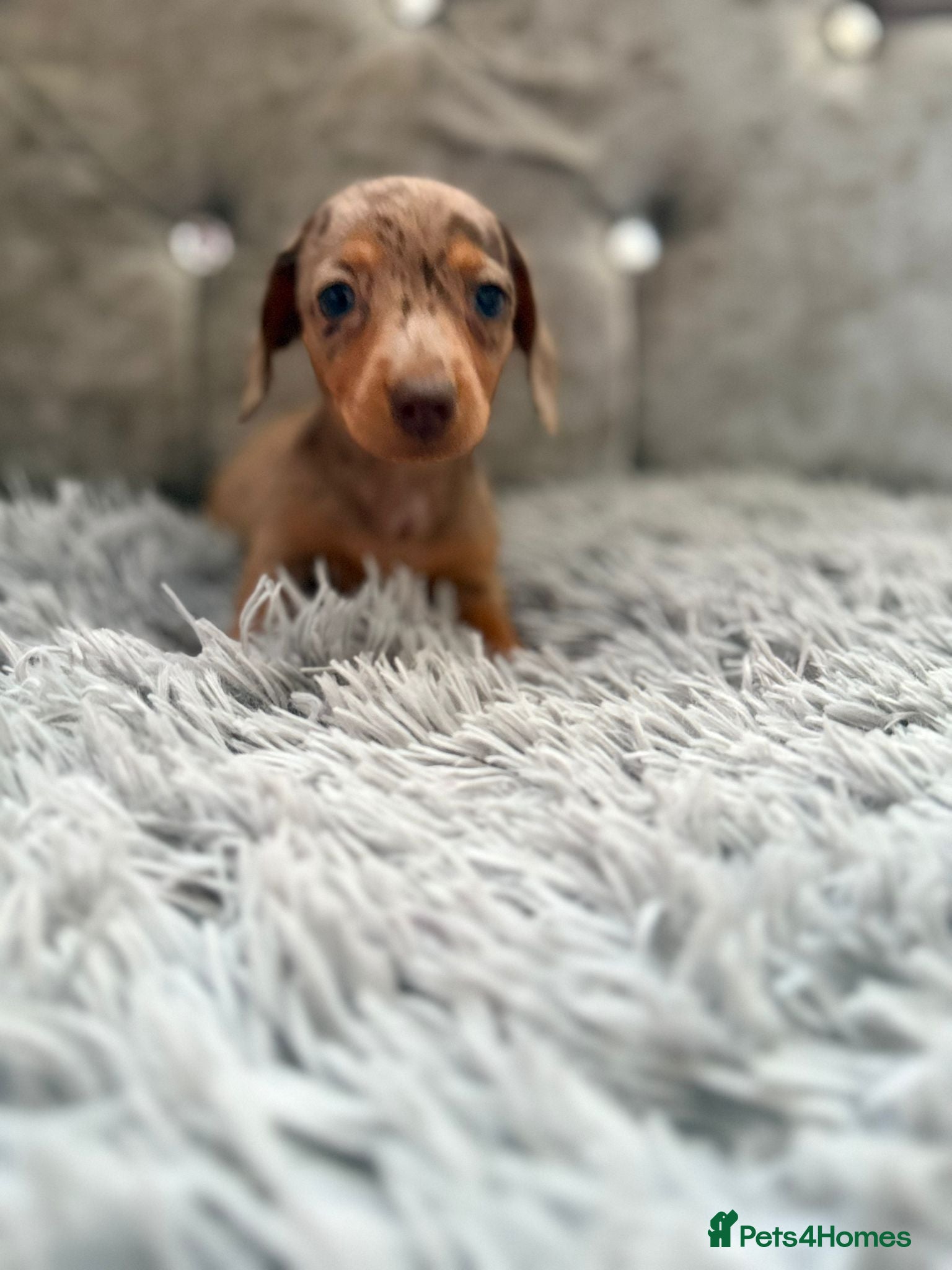 Dachshund dogs Dachshund tiny babies  - Advert 5