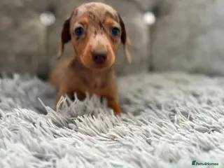 Dachshund dogs Dachshund tiny babies - Advert 2