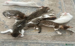 Bengal cats for sale: 7 Bengal x Tabby Kittens for Sale.  - Image 22
