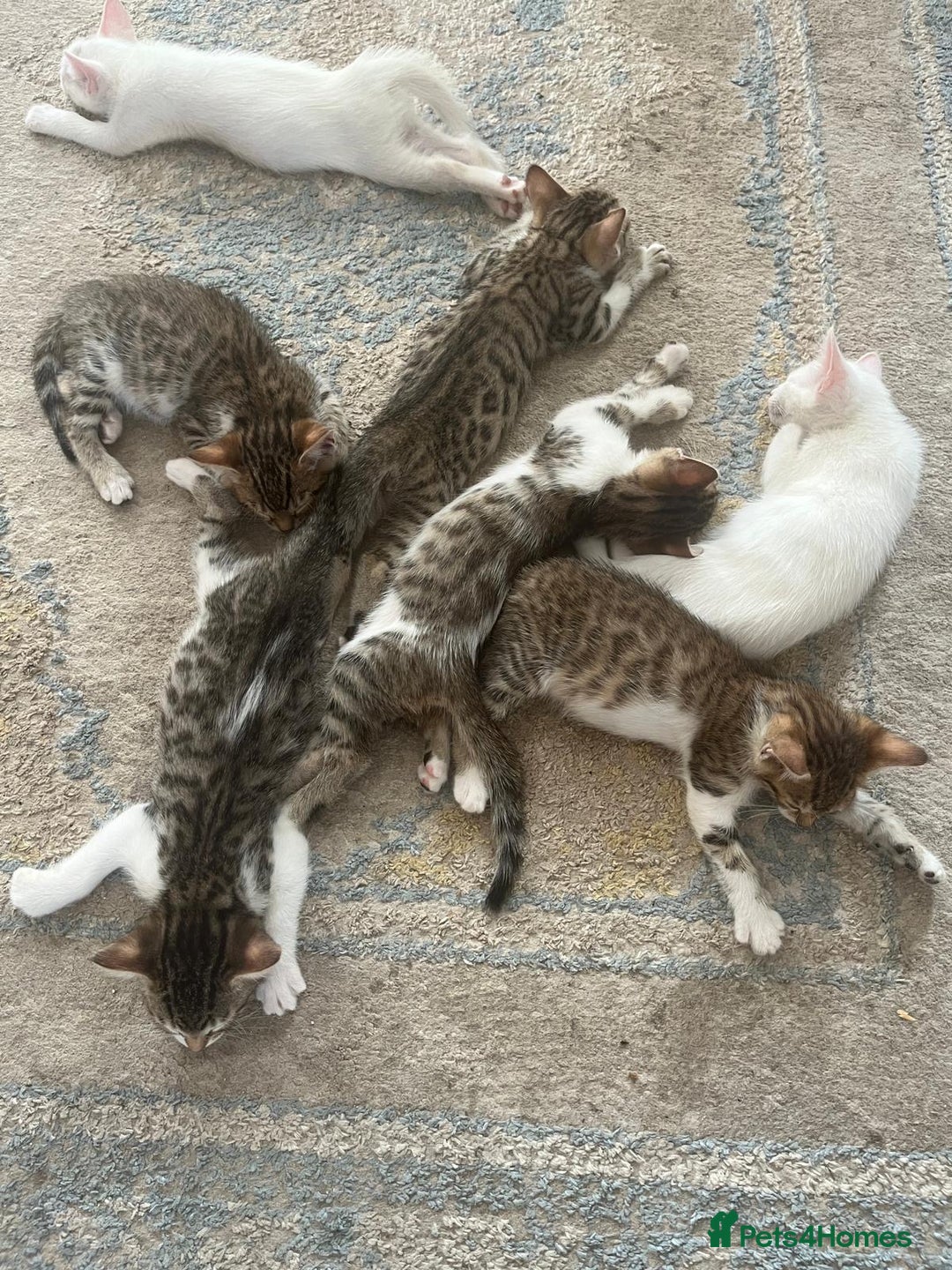 Bengal cats for sale: 7 Bengal x Tabby Kittens for Sale.  - Image 22