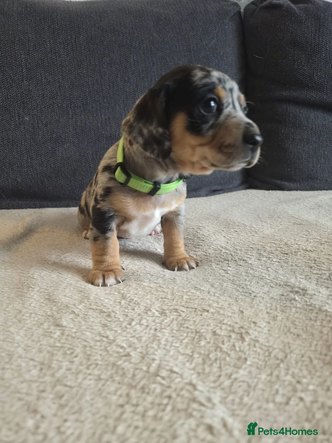 Jackshund dogs for sale: A stunning Jack Russell Terrier and Dachshund mix. - Advert 13