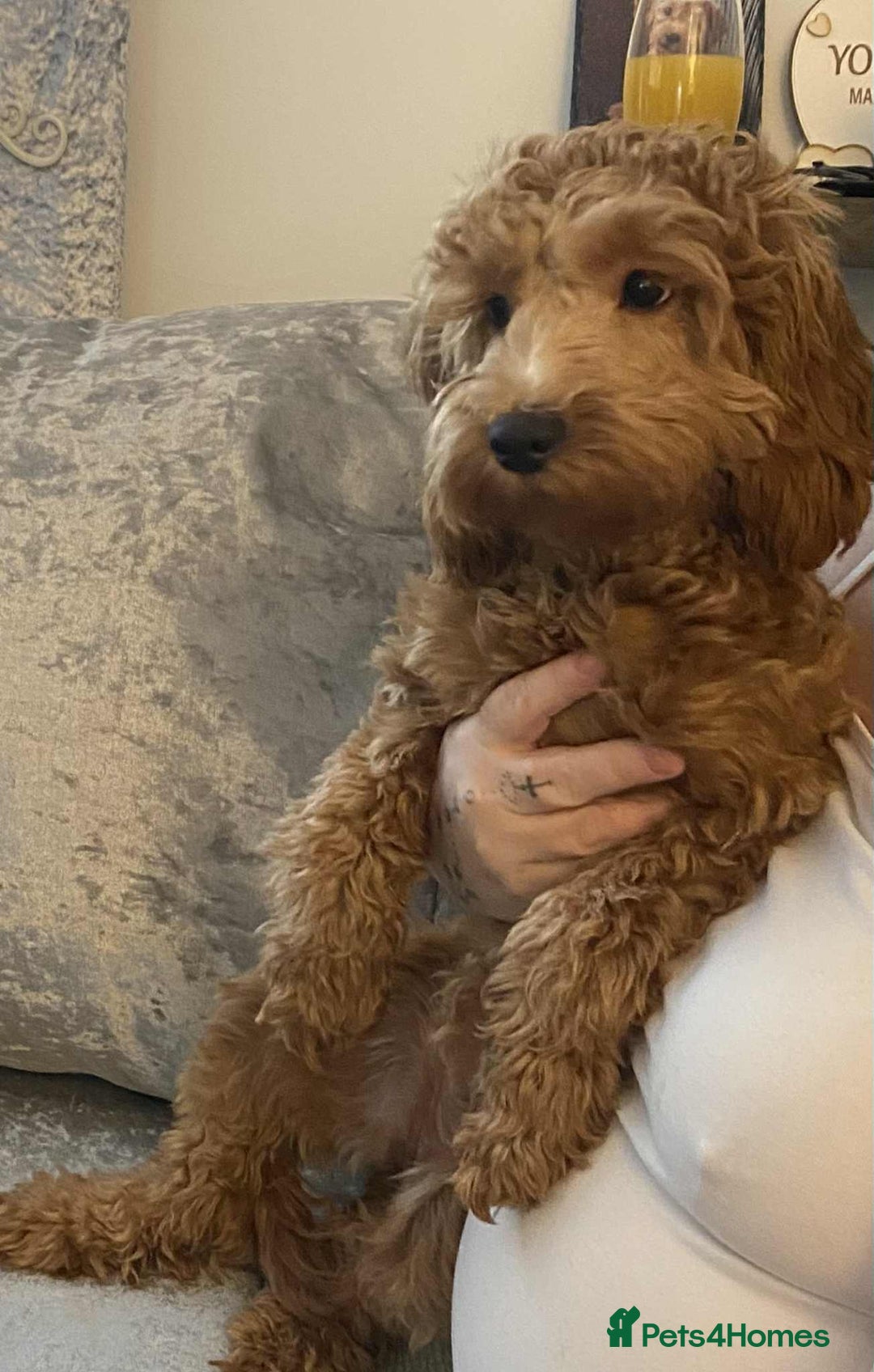 Cavapoo dogs for sale: Cavapoo girl - Advert 4