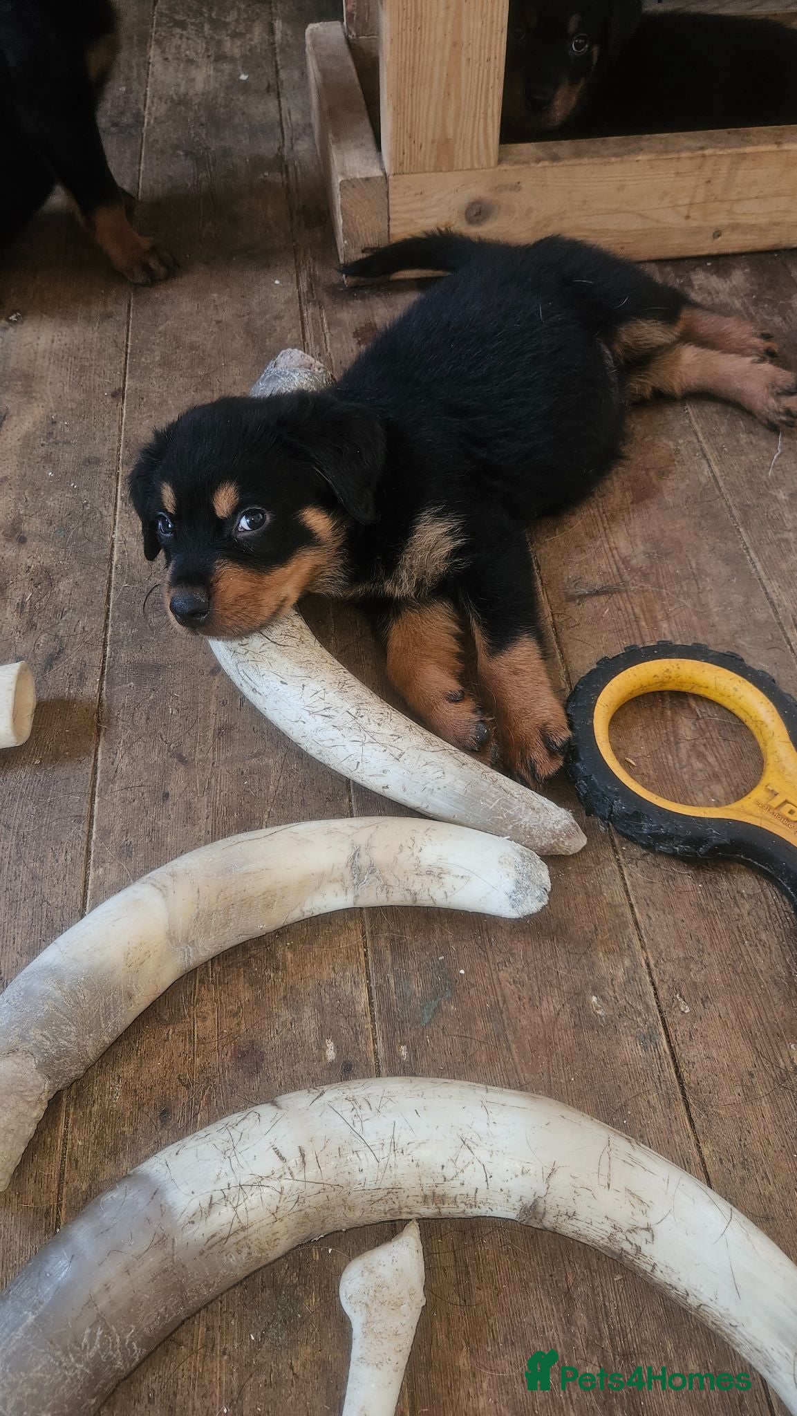 Rottweiler dogs Gorgeous rottweiler pups. Crufts winning grandad. - Advert 1