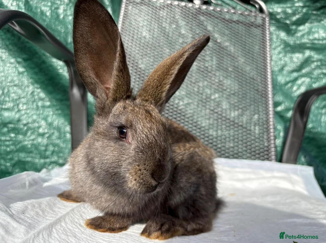 Continental Giant rabbits for sale: Continental Giant X New Zealand White Bunnies - Advert 8