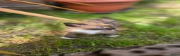 Mixed Breed cats for sale: Bengal & Siamese Mix Male Kitten for sell - Advert 3