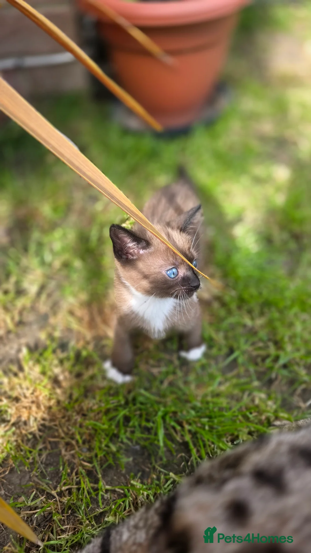 Mixed Breed cats for sale: Bengal & Siamese Mix Male Kitten for sell - Advert 3