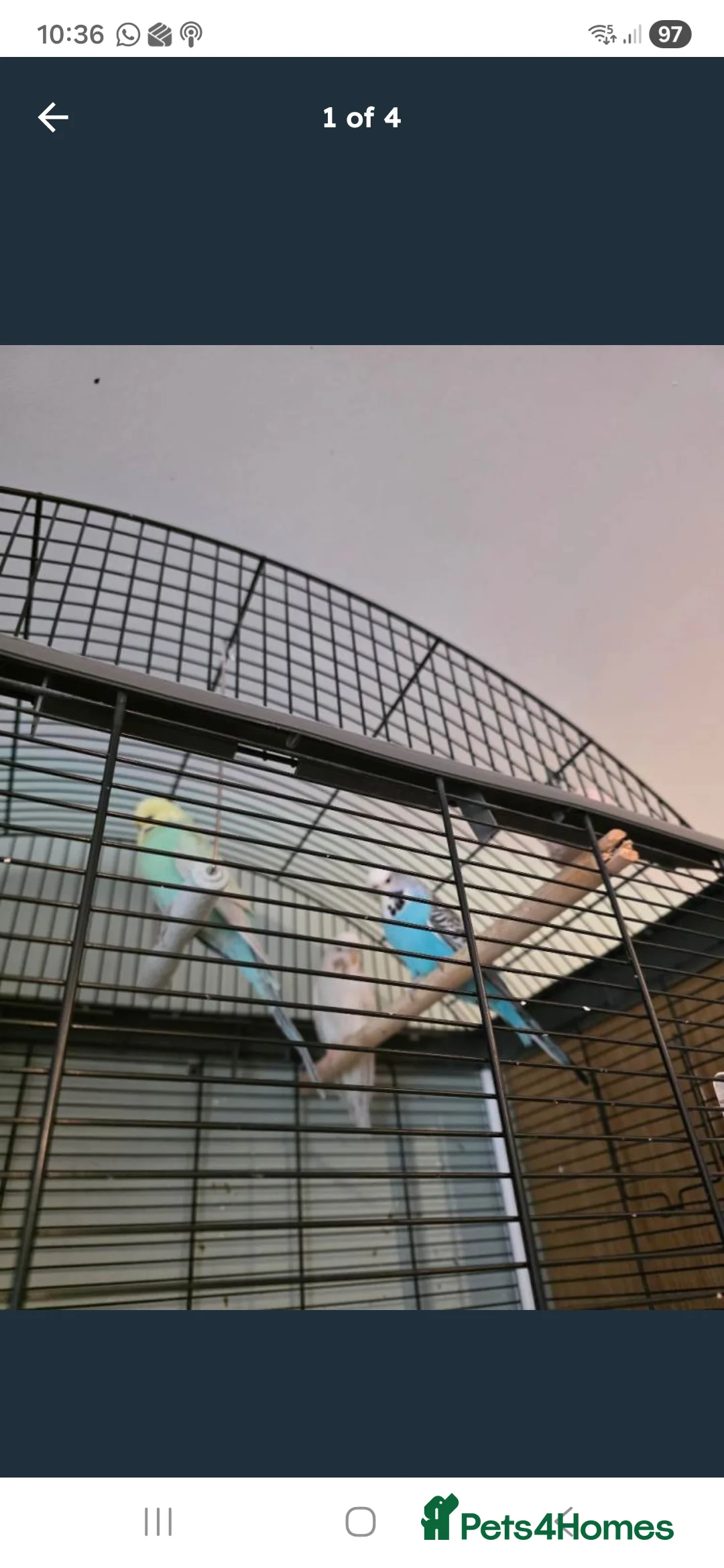 Budgerigars birds for sale: Budgies x 3 and large cage - Advert 3