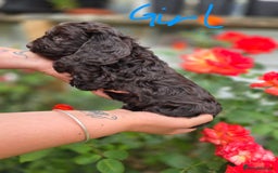 Cockapoo dogs for sale: F1 working cockapoo puppies - Image 9