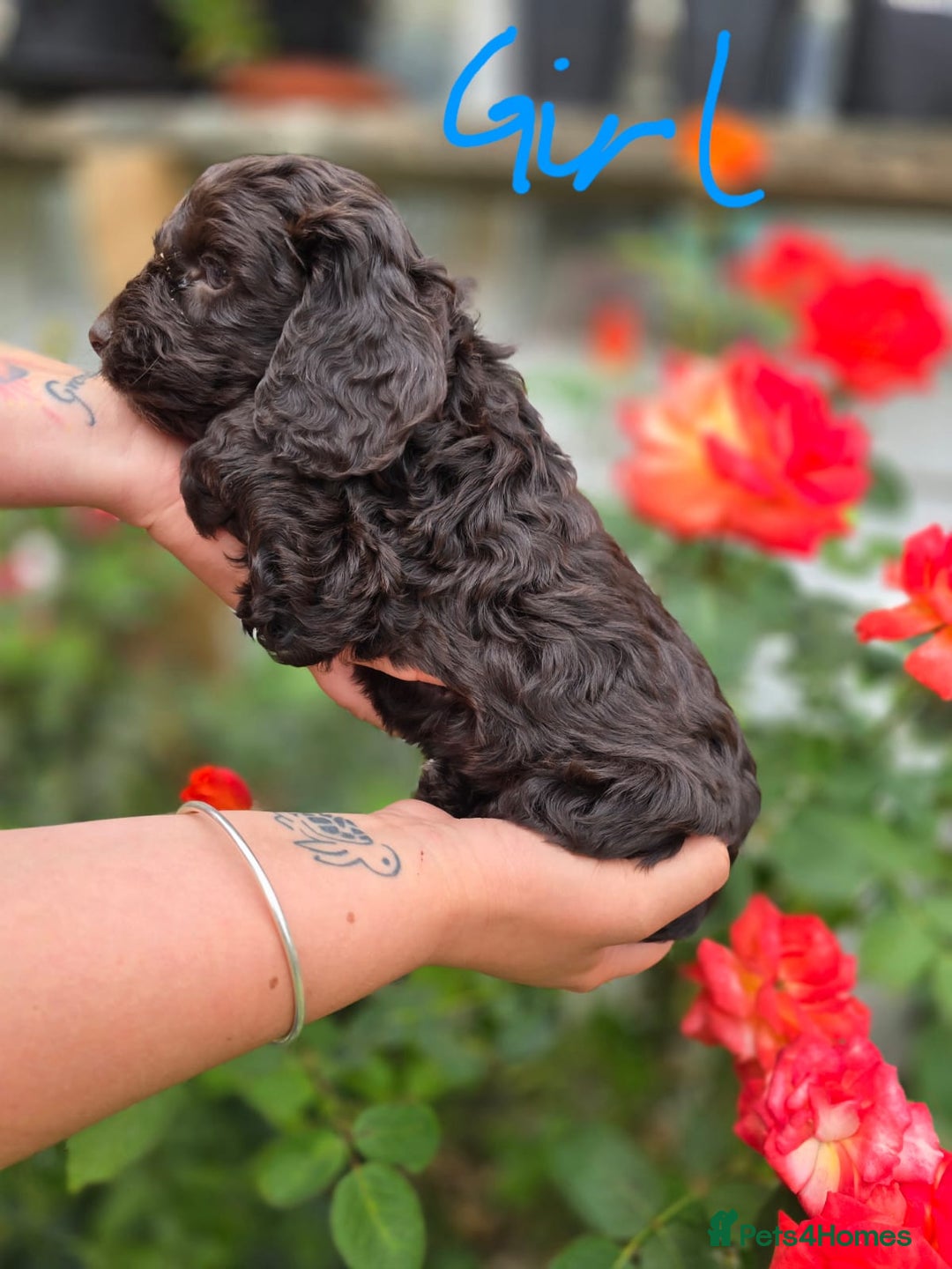 Cockapoo dogs for sale: F1 working cockapoo puppies - Image 9