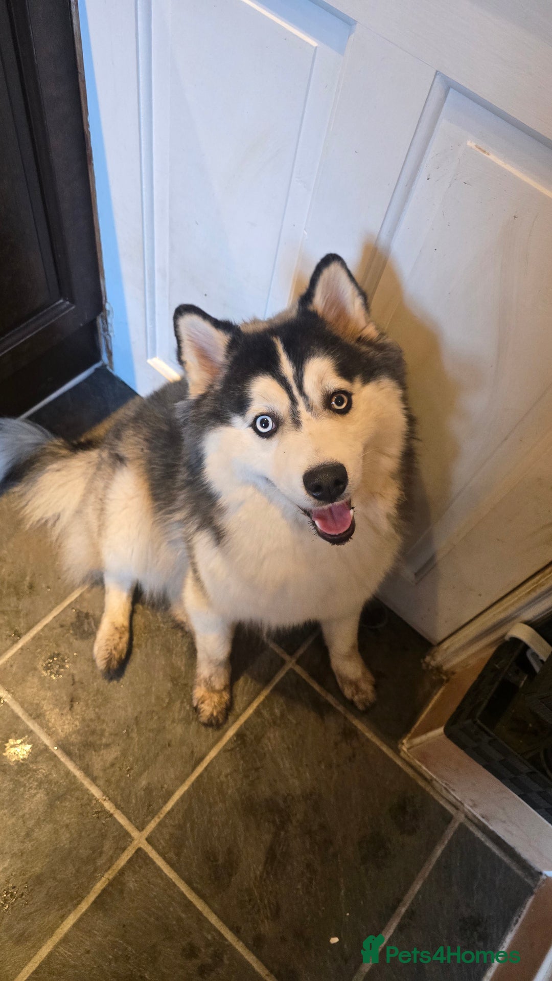 Pomsky dogs for sale: Pomsky Puppies for Sale - Advert 5