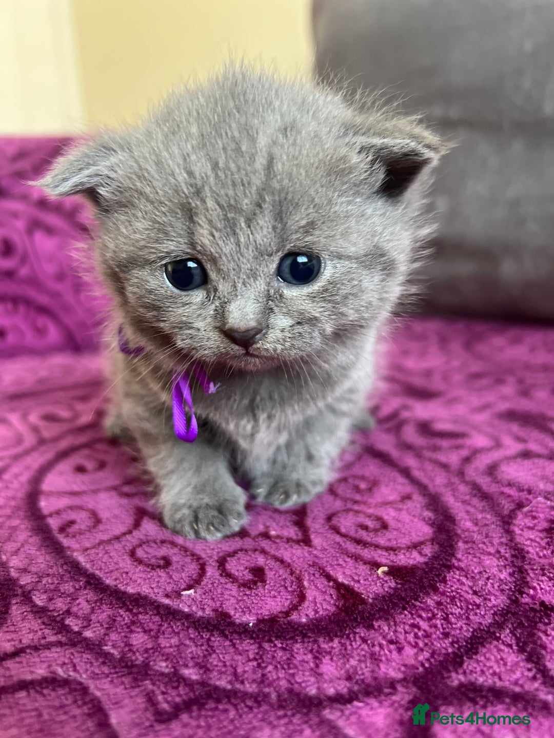 British Shorthair cats for sale: Blue British shorthair  - Image 1