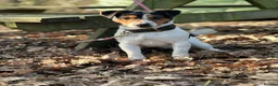 Mixed Breed dogs for sale: Chihuahua x Jack Russel  - Advert 9
