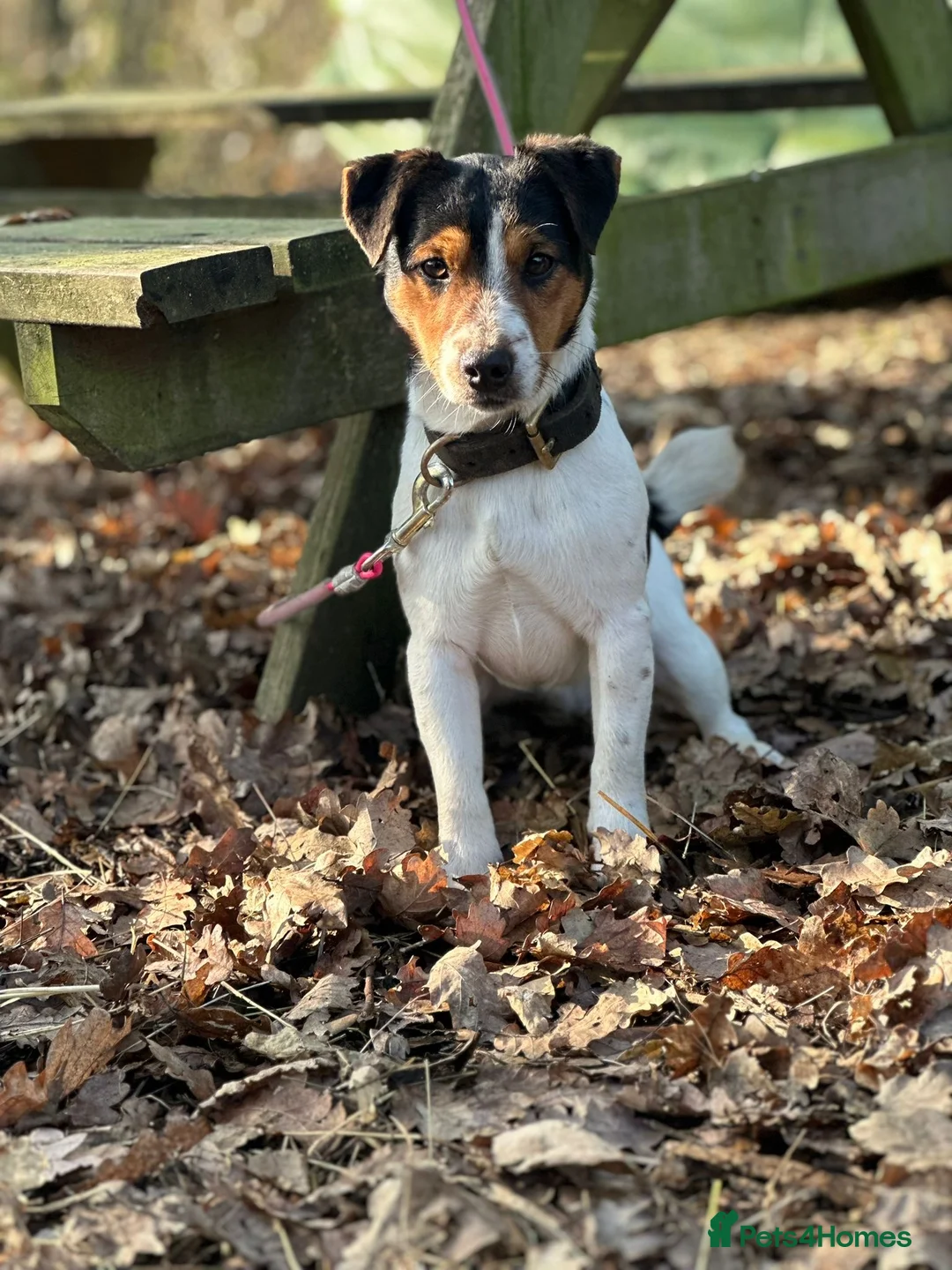 Mixed Breed dogs for sale: Chihuahua x Jack Russel  - Advert 9