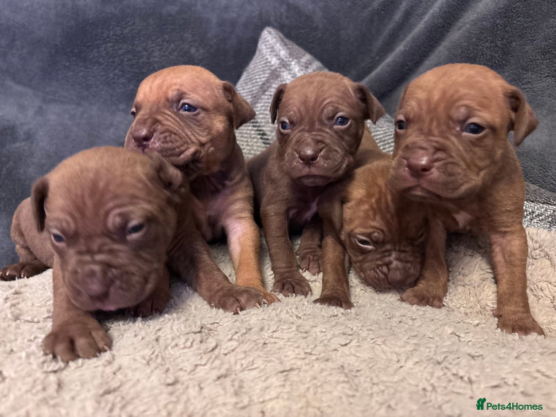 Mixed Breed dogs for sale: Cane Corso and Dogue de Bordeaux - Image 4