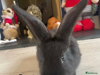 Continental Giant rabbits 💖6 week old continental giants💙 - Advert 3