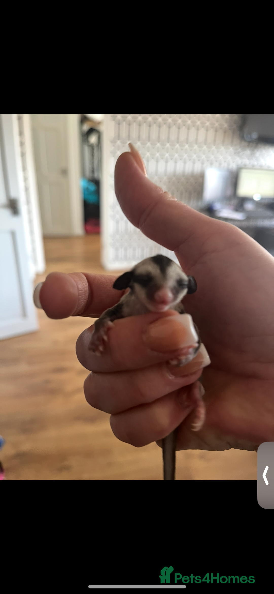 Sugar Glider rodents for sale: Grey friendly Boy  - Image 3
