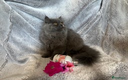 Persian cats for sale: Gentle natured blue Persian kitten (f) - Image 11