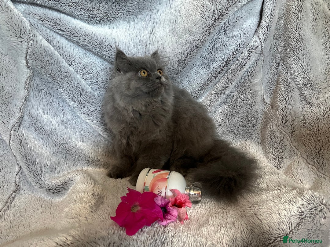 Persian cats for sale: Gentle natured blue Persian kitten (f) - Image 11
