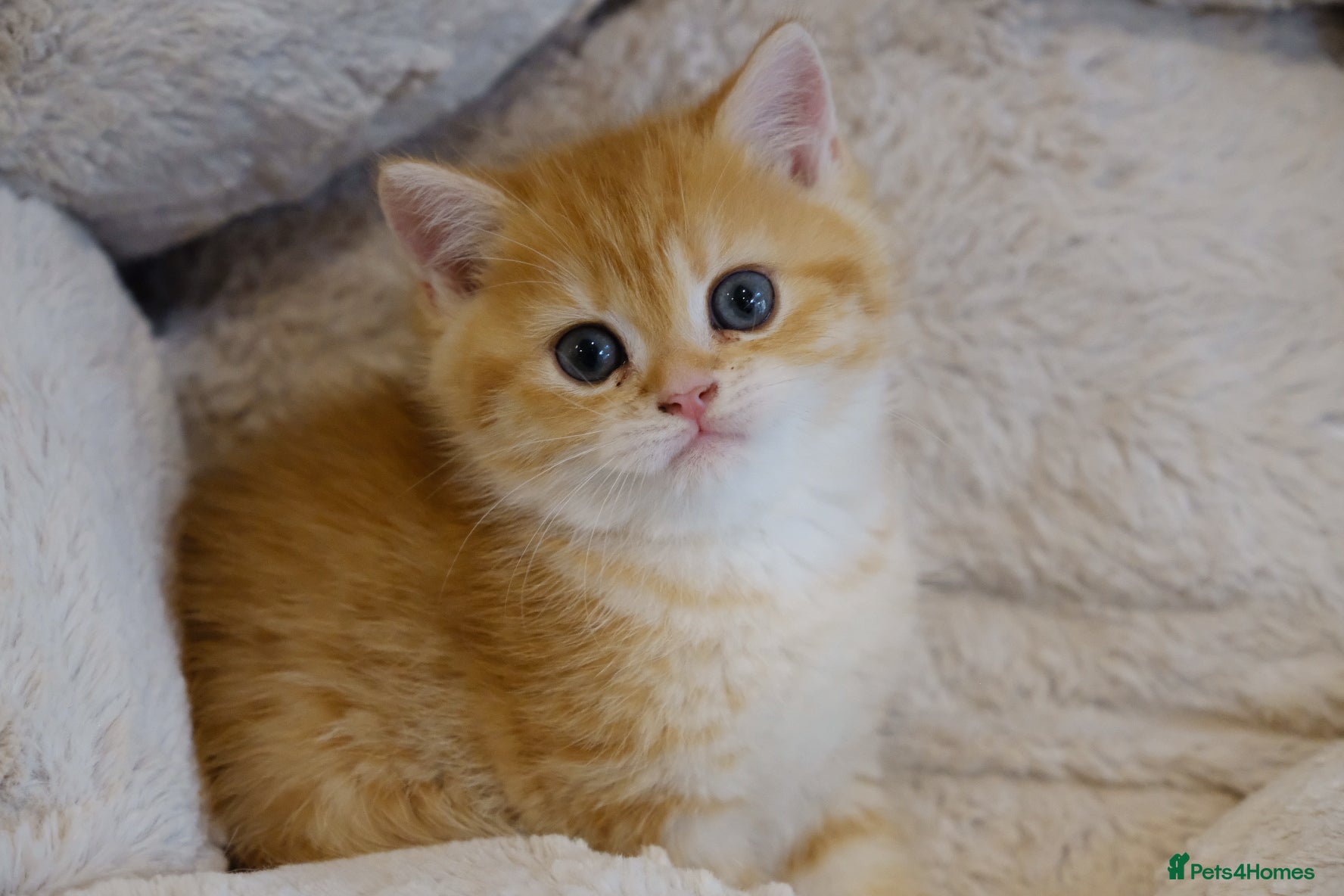 British Shorthair cats BSH Golden boys TICA Reg  - Advert 13