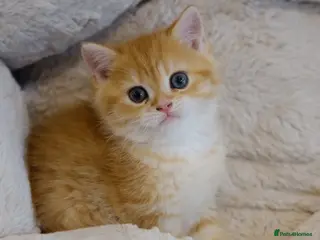 British Shorthair cats BSH Golden boys TICA Reg - Advert 13
